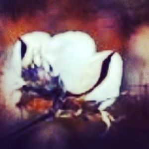 Meet your Posher, Shawn